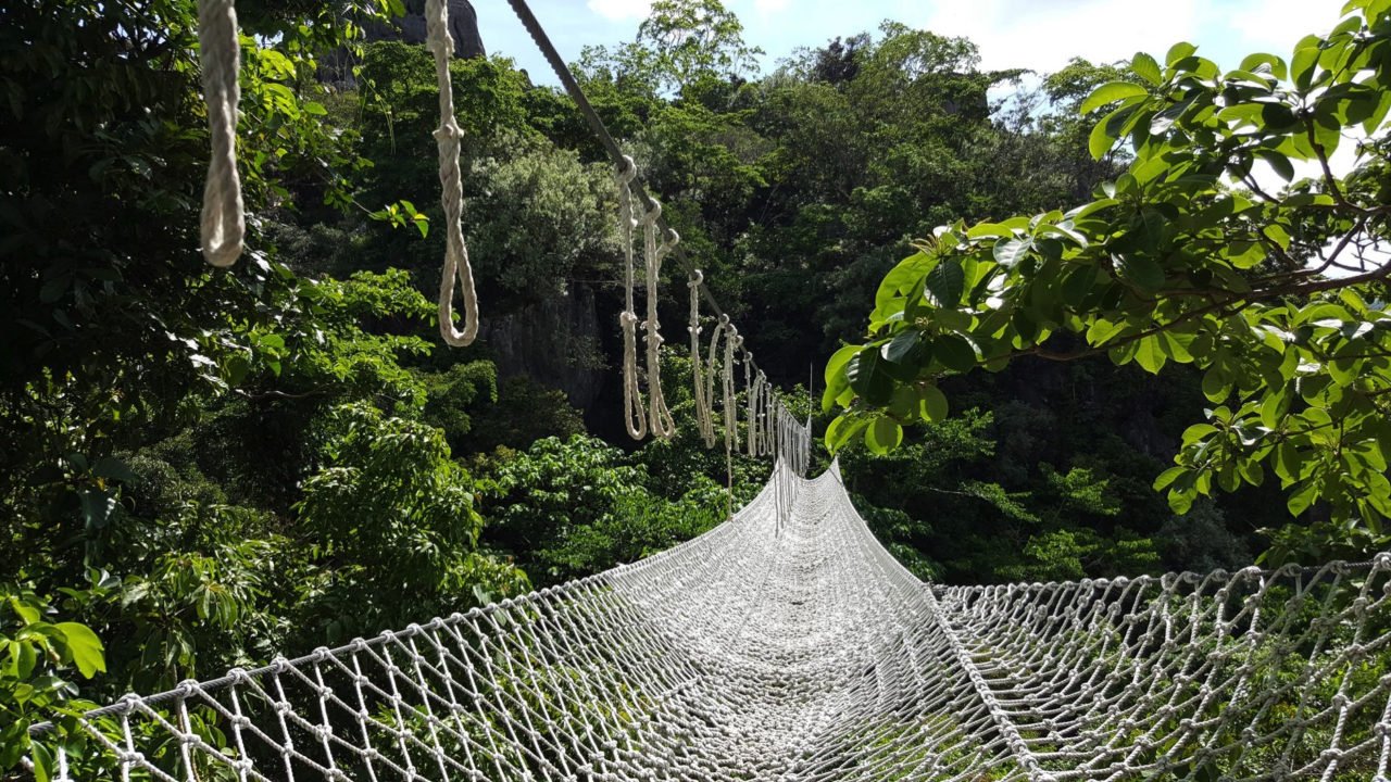 roap bridge through jungle