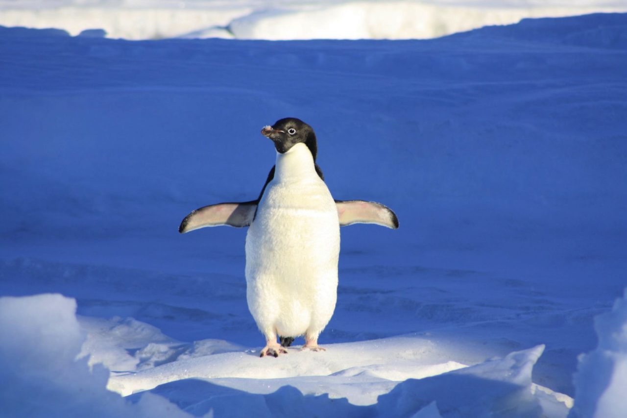 penguin flapping its wings in the snow